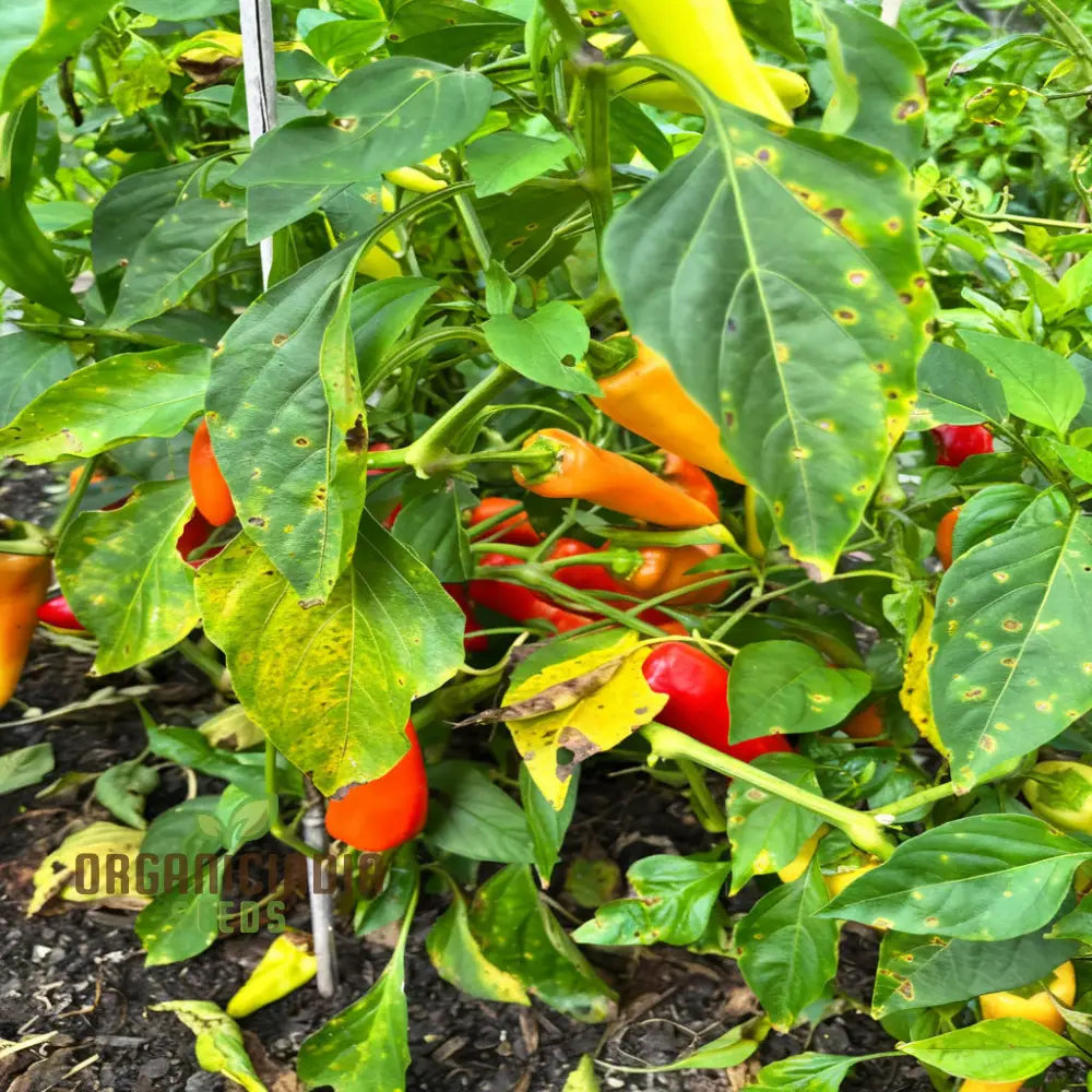 Trinidad Pimento Pepper Seeds – Elevate Your Gardening With Flavorful Exotic Harvests Vegetable