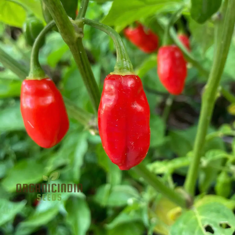 Trinidad Pimento Pepper Seeds – Elevate Your Gardening With Flavorful Exotic Harvests Vegetable