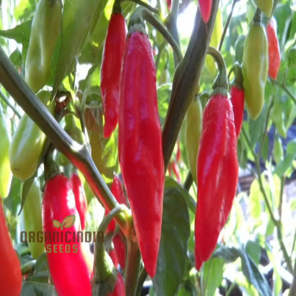 Trinidad Pimento Pepper Seeds – Elevate Your Gardening With Flavorful Exotic Harvests Vegetable