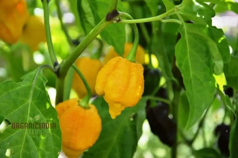 Trinidad Scorpion Yellow Chilli Seeds For Planting And Gardening