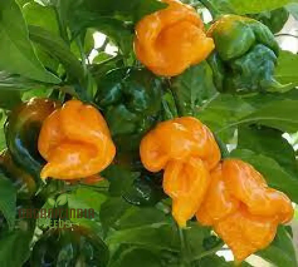 Trinidad Scorpion Yellow Chilli Seeds For Planting And Gardening