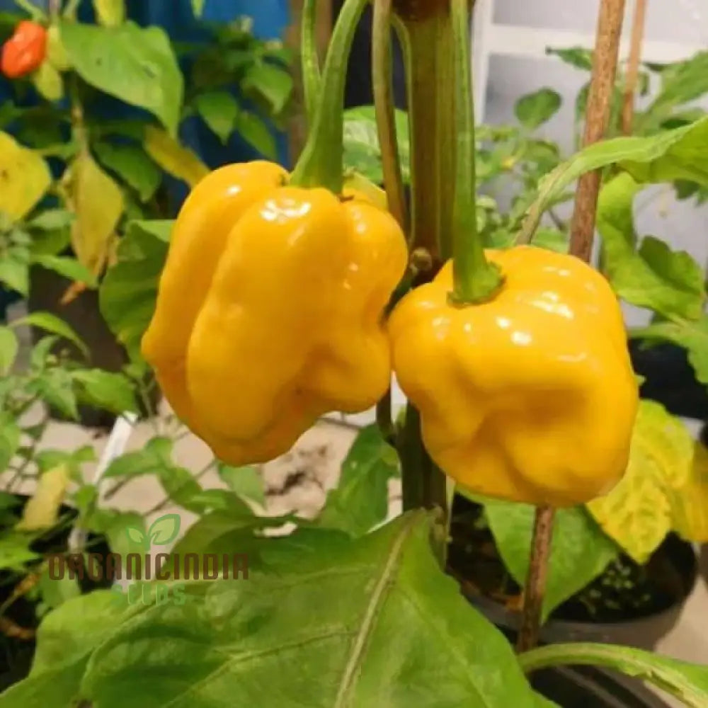 Trinidad Scorpion Yellow Chilli Seeds For Planting And Gardening