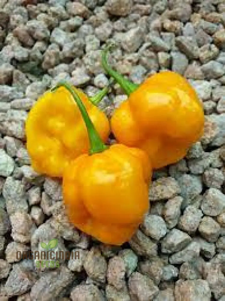 Trinidad Scorpion Yellow Chilli Seeds For Planting And Gardening