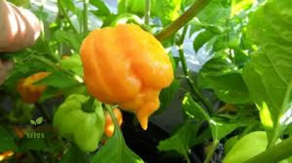 Trinidad Scorpion Yellow Chilli Seeds For Planting And Gardening