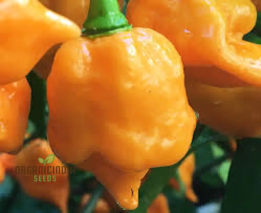 Trinidad Scorpion Yellow Chilli Seeds For Planting And Gardening