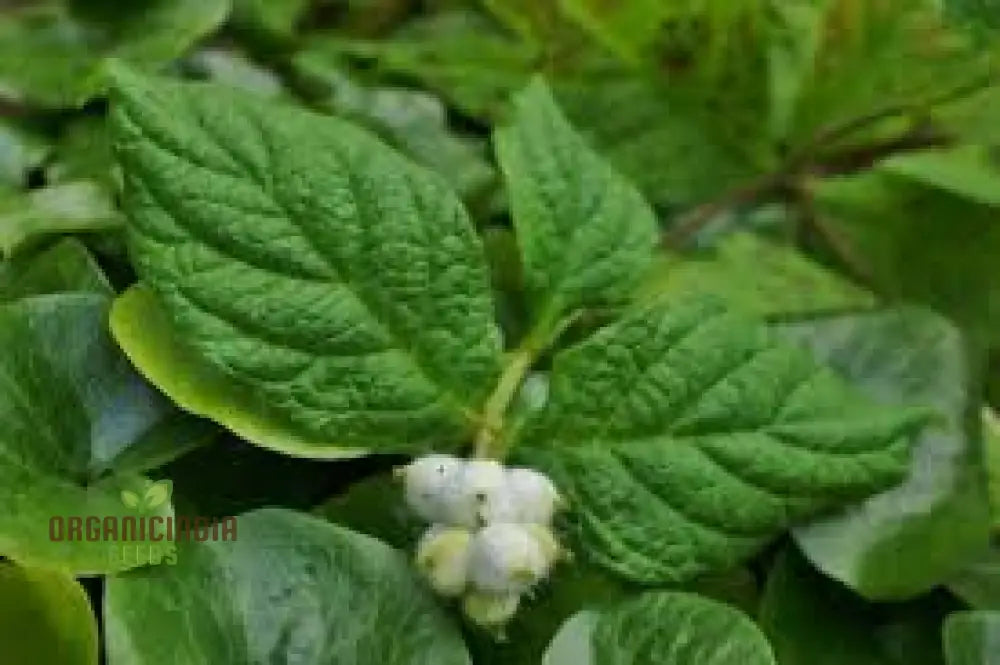 Triosteum Pinnatifidum Seeds For Exquisite Gardening Enthusiasts | Unique Perennial Flower