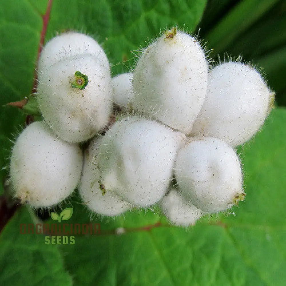 Triosteum Pinnatifidum Seeds For Exquisite Gardening Enthusiasts | Unique Perennial Flower