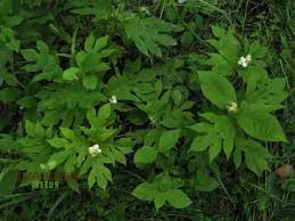 Triosteum Pinnatifidum Seeds For Exquisite Gardening Enthusiasts | Unique Perennial Flower