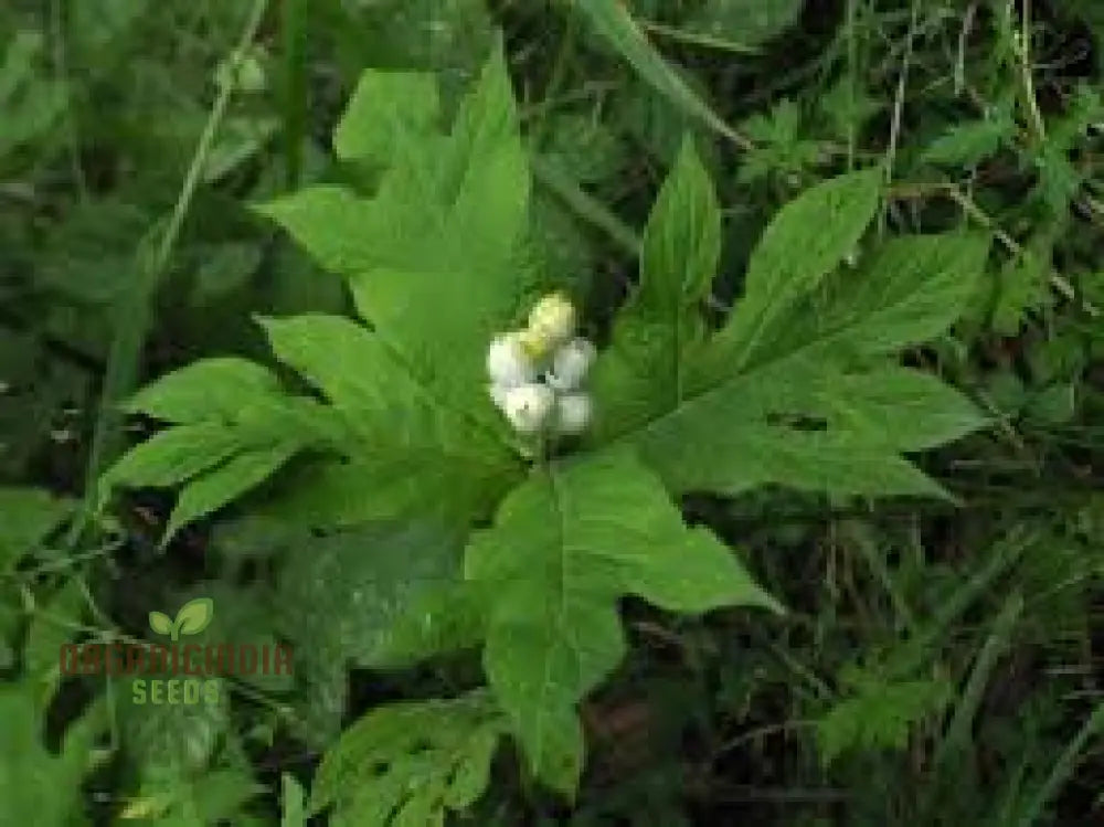 Triosteum Pinnatifidum Seeds For Exquisite Gardening Enthusiasts | Unique Perennial Flower