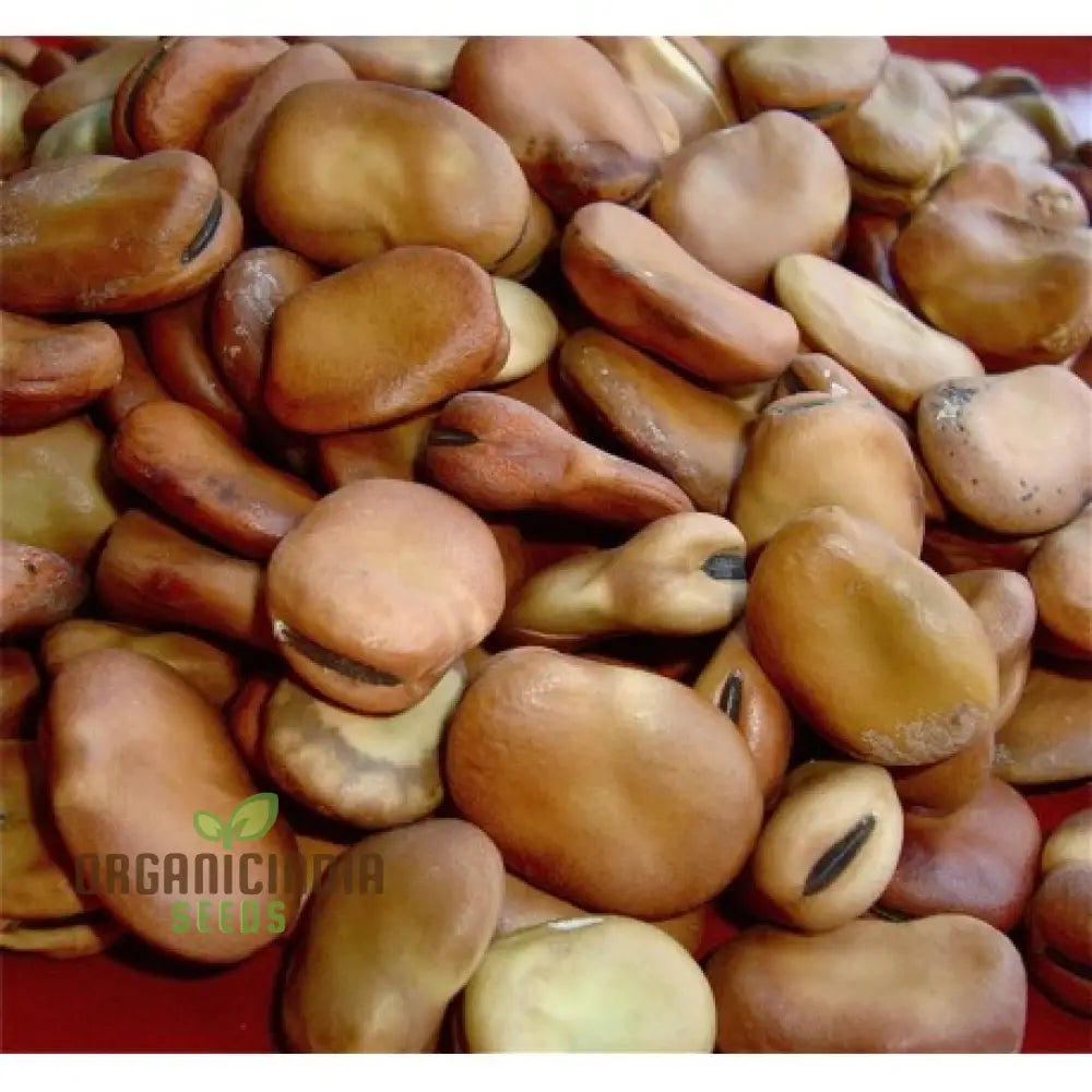 Tripoli Seeds - Premium Quality For Planting | Buy Organic Online