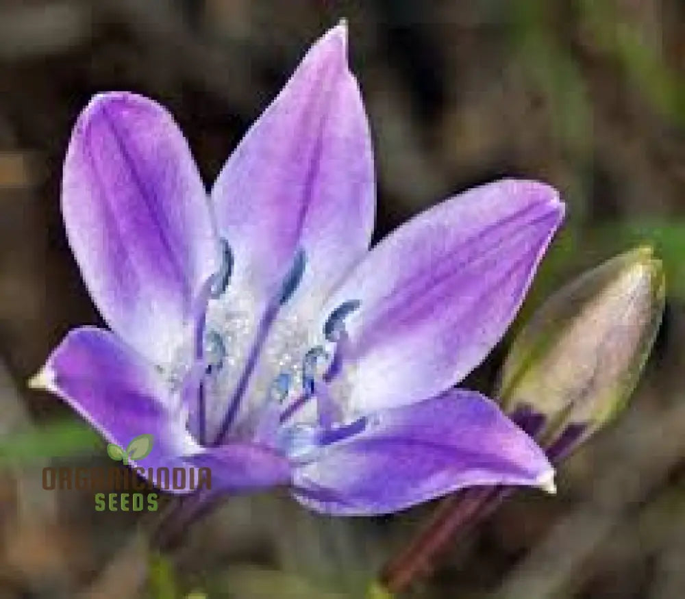 Triteleia Bridgesii Seeds For Exquisite Garden Blooms | Rare Bulbous Spring Gardening