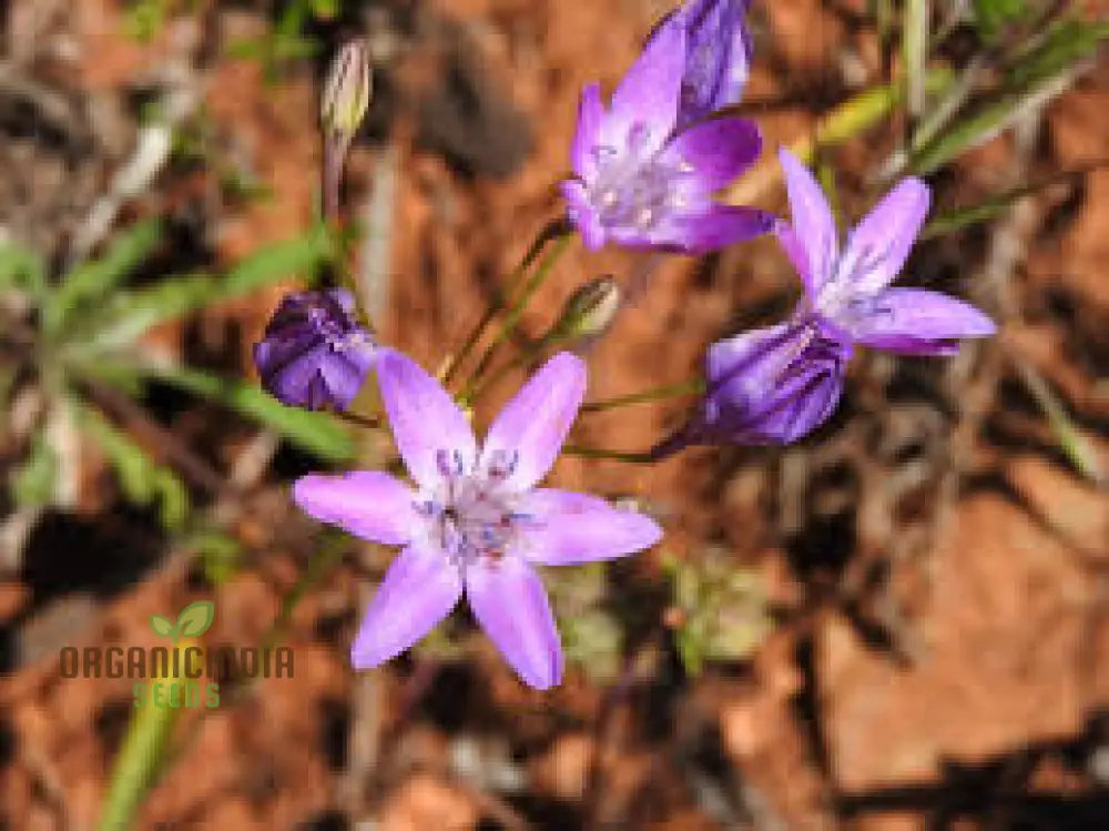 Triteleia Bridgesii Seeds For Exquisite Garden Blooms | Rare Bulbous Spring Gardening