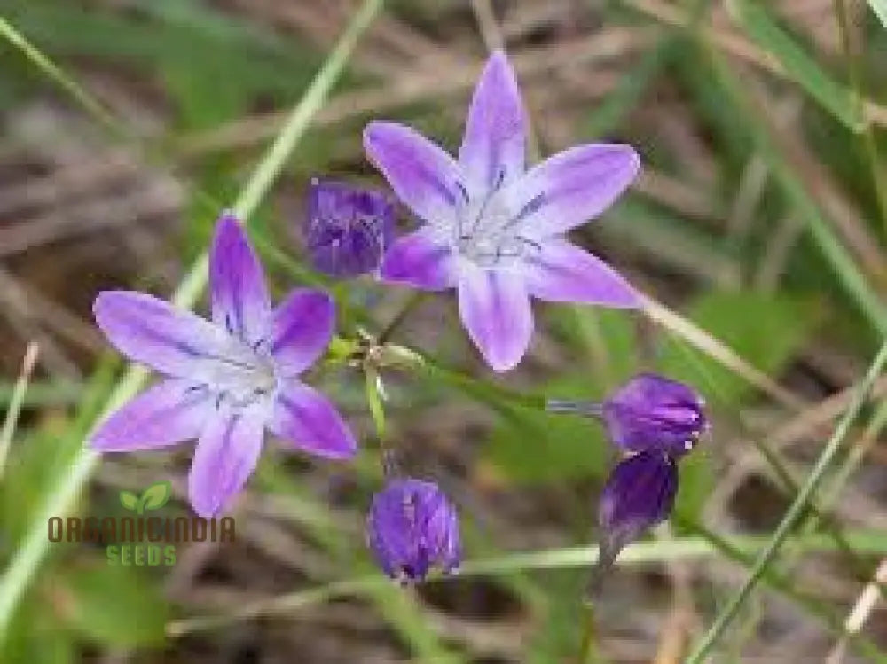 Triteleia Bridgesii Seeds For Exquisite Garden Blooms | Rare Bulbous Spring Gardening