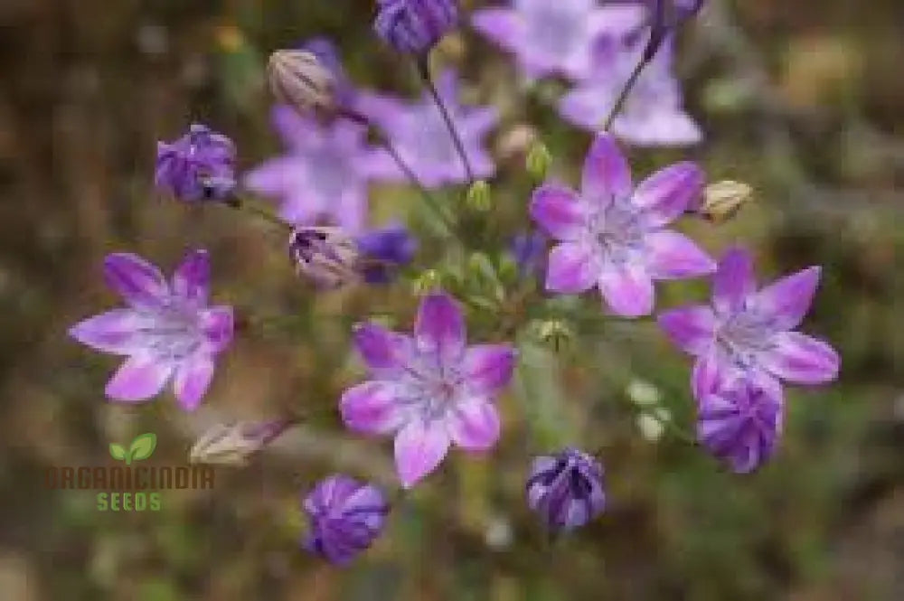 Triteleia Bridgesii Seeds For Exquisite Garden Blooms | Rare Bulbous Spring Gardening