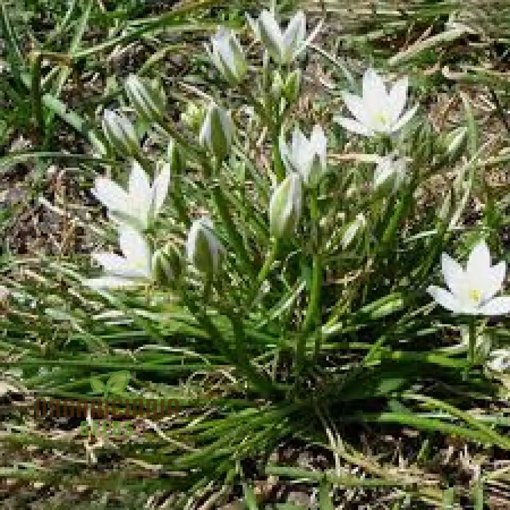 Triteleia Hyacinthina Seeds - Rare Garden Flowers For Stunning Spring Blooms In Your Gardening