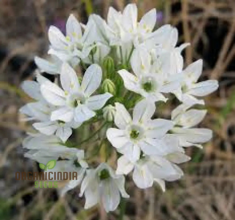 Triteleia Hyacinthina Seeds - Rare Garden Flowers For Stunning Spring Blooms In Your Gardening