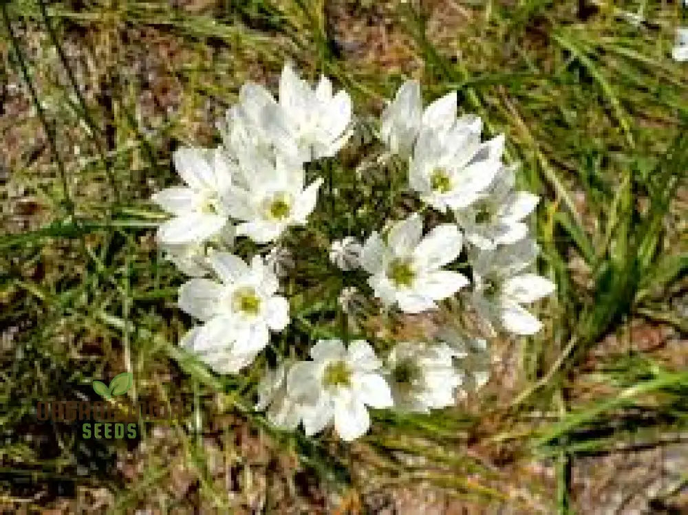 Triteleia Hyacinthina Seeds - Rare Garden Flowers For Stunning Spring Blooms In Your Gardening