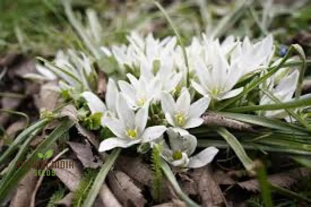 Triteleia Hyacinthina Seeds - Rare Garden Flowers For Stunning Spring Blooms In Your Gardening