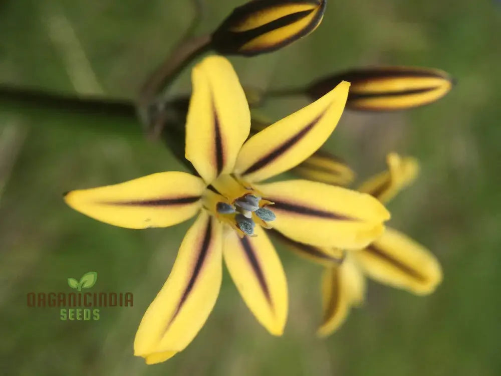 Triteleia Ixioides Flower Seeds For Planting Grow Gorgeous Yellow And Cream Blooms For Your Garden