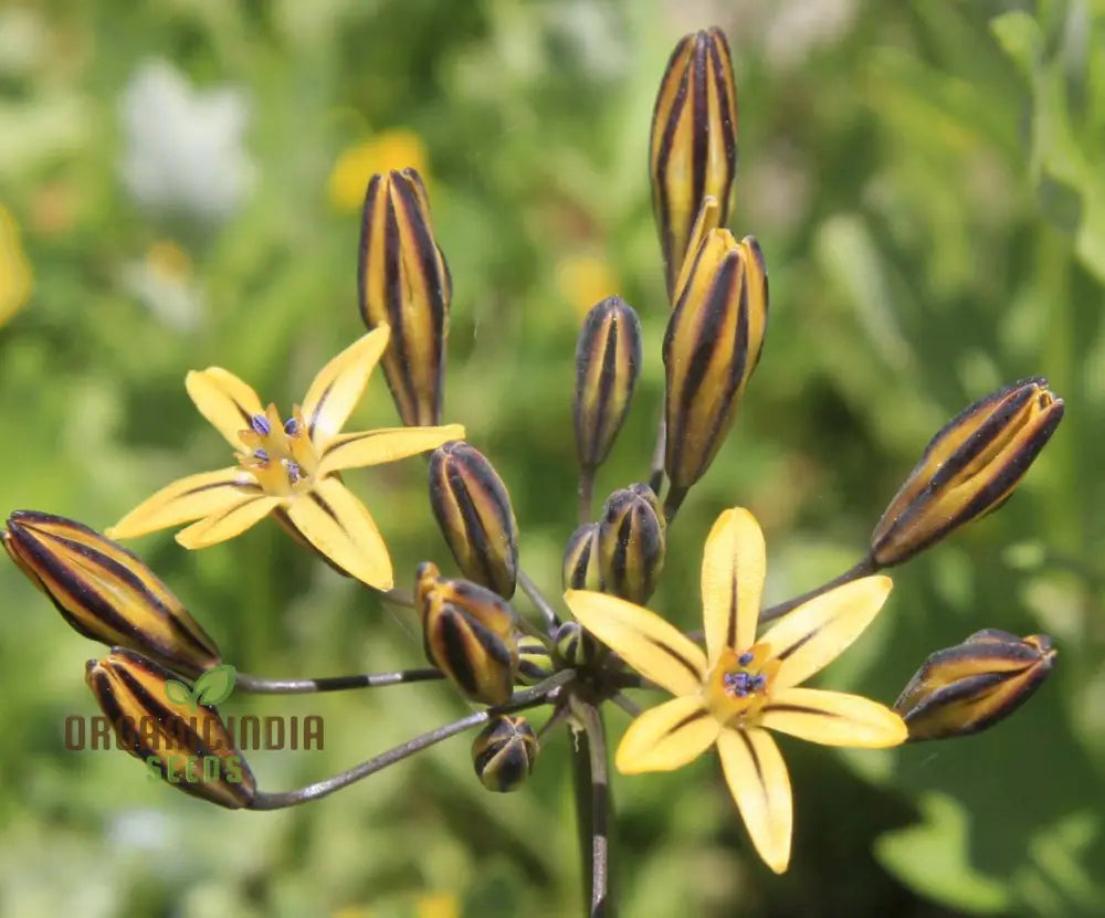 Triteleia Ixioides Flower Seeds For Planting Grow Gorgeous Yellow And Cream Blooms For Your Garden