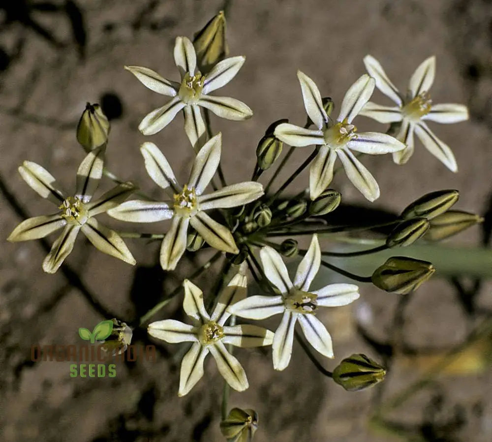 Triteleia Ixioides Flower Seeds For Planting Grow Gorgeous Yellow And Cream Blooms For Your Garden