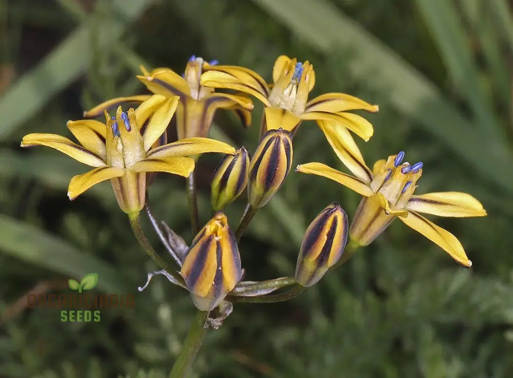 Triteleia Ixioides Flower Seeds For Planting Grow Gorgeous Yellow And Cream Blooms For Your Garden