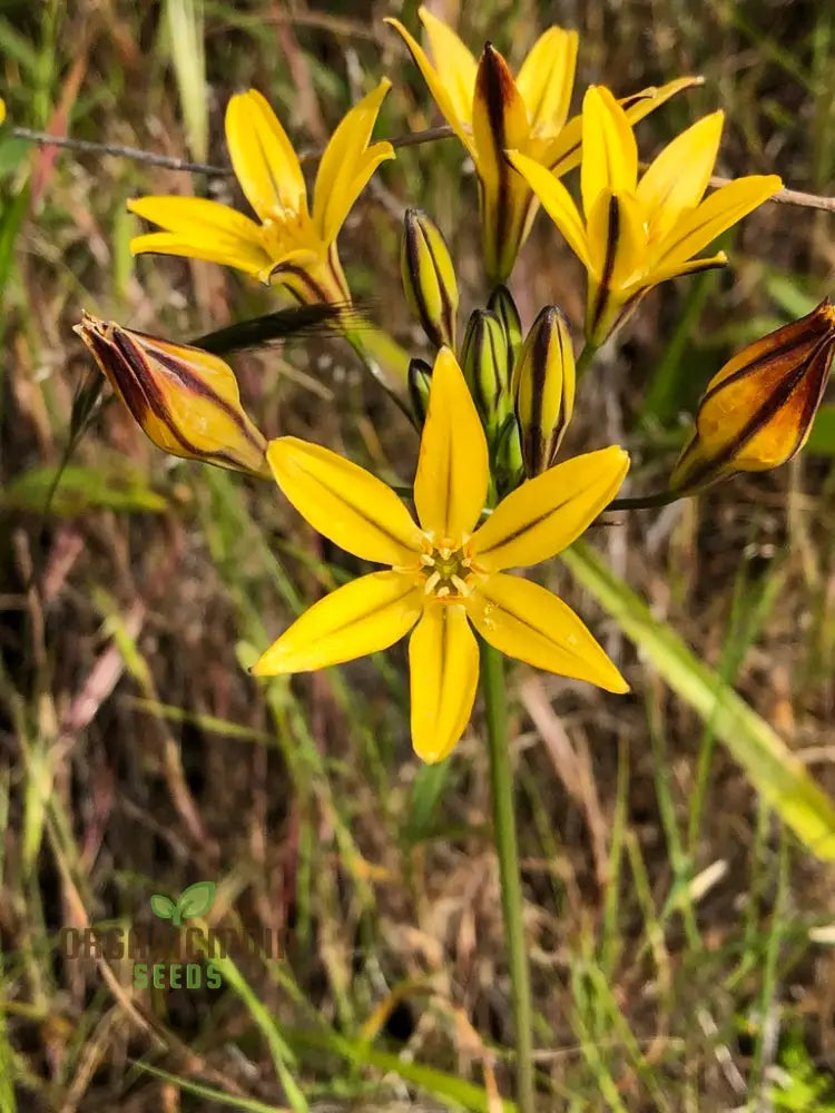 Triteleia Ixioides Flower Seeds For Planting Grow Gorgeous Yellow And Cream Blooms For Your Garden