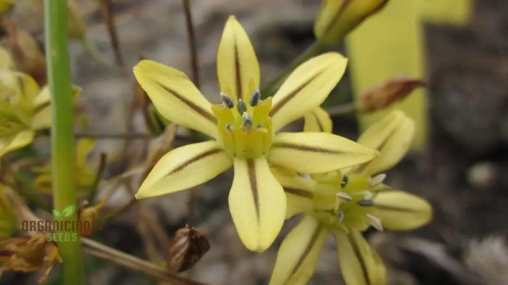 Triteleia Ixoides Seeds For Exquisite Garden Blooms | Buy Botanical Gardening Enthusiasts