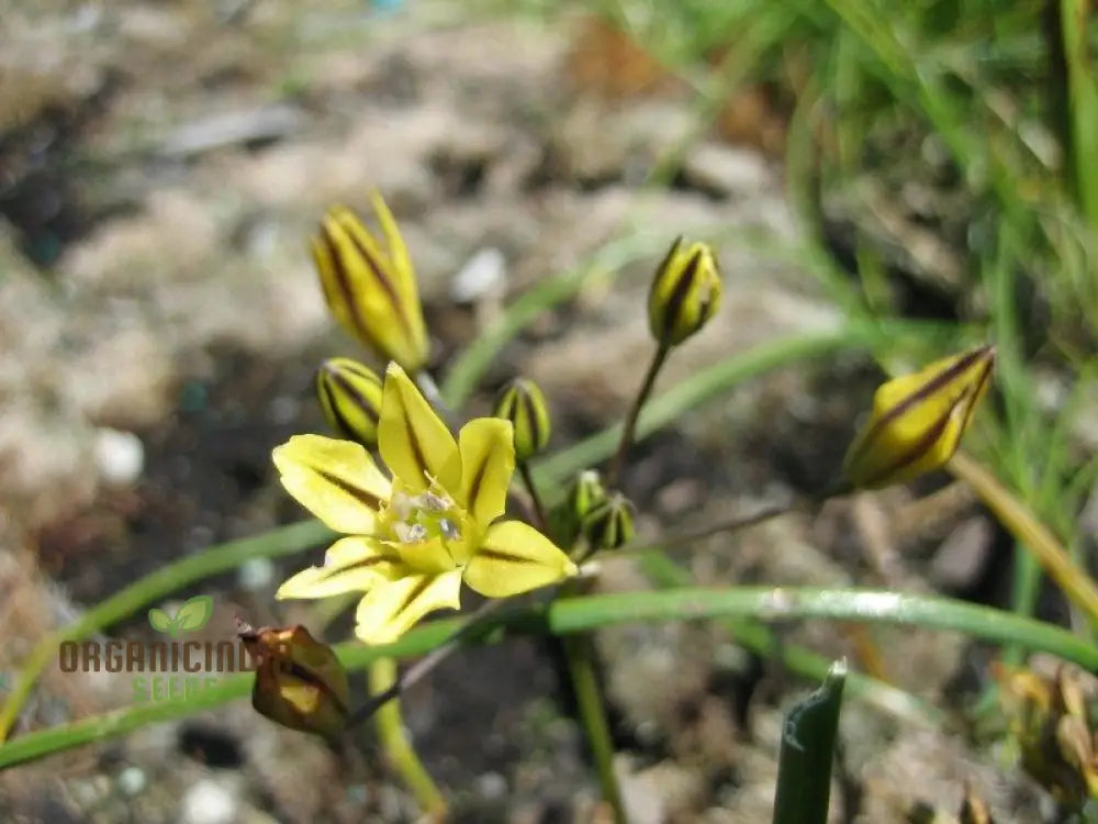 Triteleia Ixoides Seeds For Exquisite Garden Blooms | Buy Botanical Gardening Enthusiasts