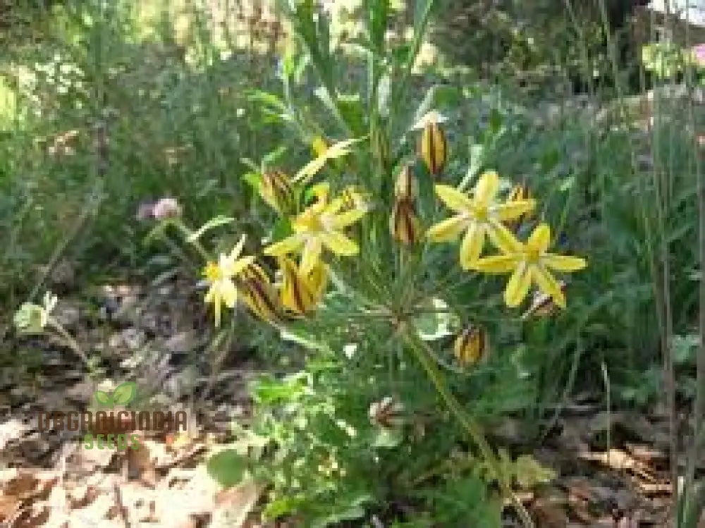 Triteleia Ixoides Seeds For Exquisite Garden Blooms | Buy Botanical Gardening Enthusiasts