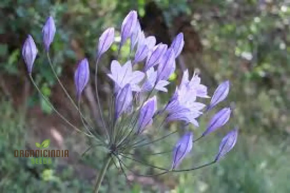 Triteleia Laxa (Brodiaea Laxa) Seeds For Gardening Enthusiasts – Premium Quality Flower Vibrant