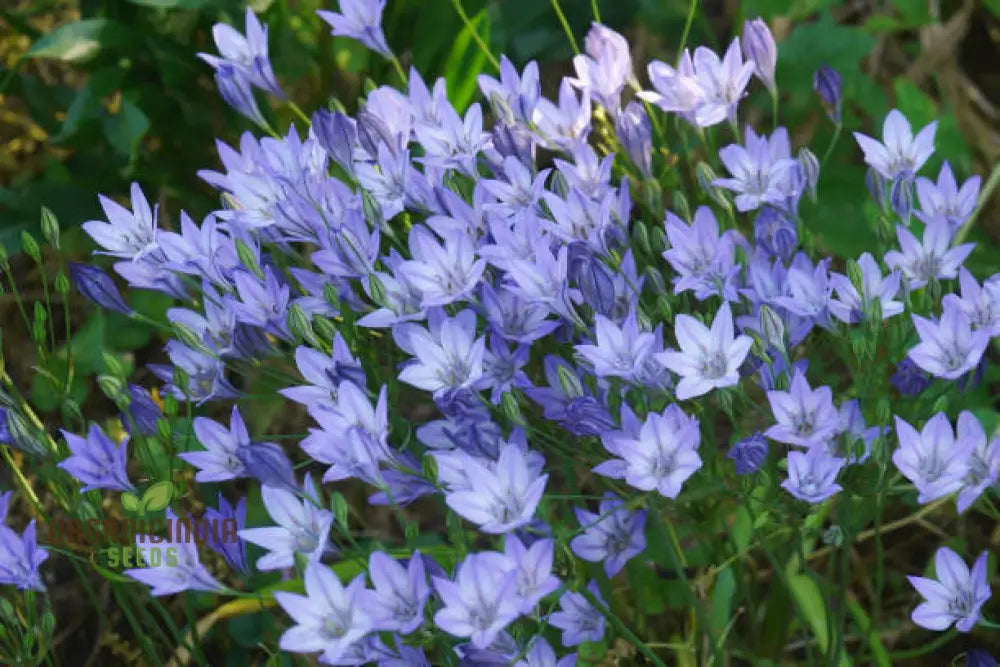 Triteleia Laxa (Brodiaea Laxa) Seeds For Gardening Enthusiasts – Premium Quality Flower Vibrant