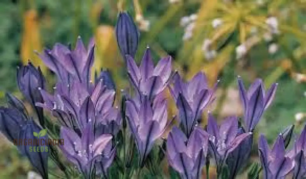 Triteleia Laxa (Brodiaea Laxa) Seeds For Gardening Enthusiasts – Premium Quality Flower Vibrant