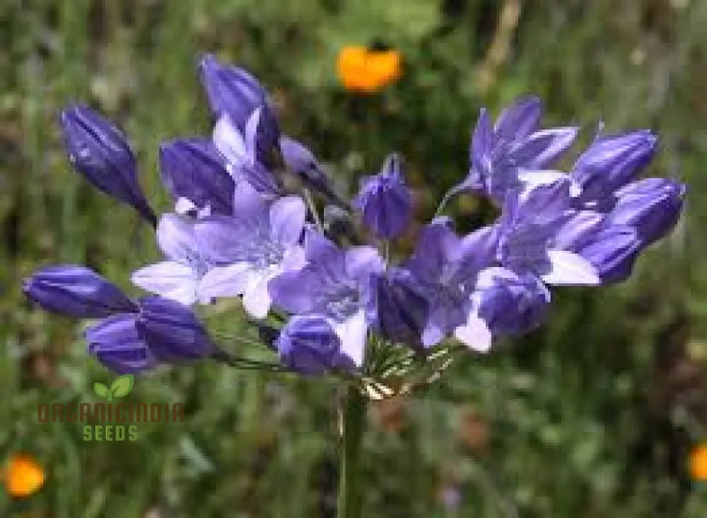 Triteleia Laxa (Brodiaea Laxa) Seeds For Gardening Enthusiasts – Premium Quality Flower Vibrant