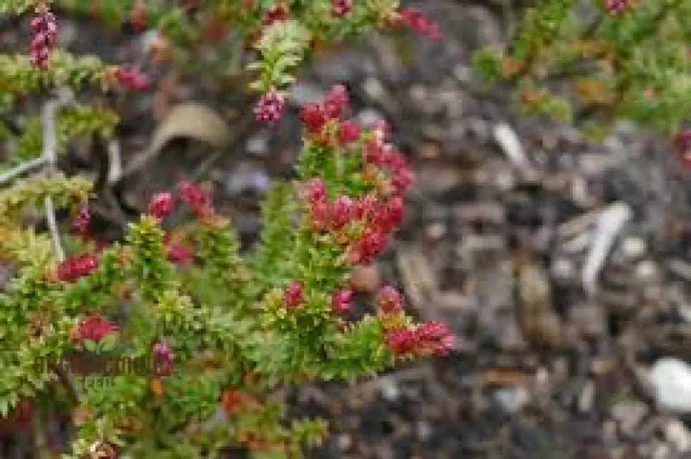 Trochocarpa Thymifolia Seeds For Expert Gardening - Enhance Your Garden With These Unique And Hardy