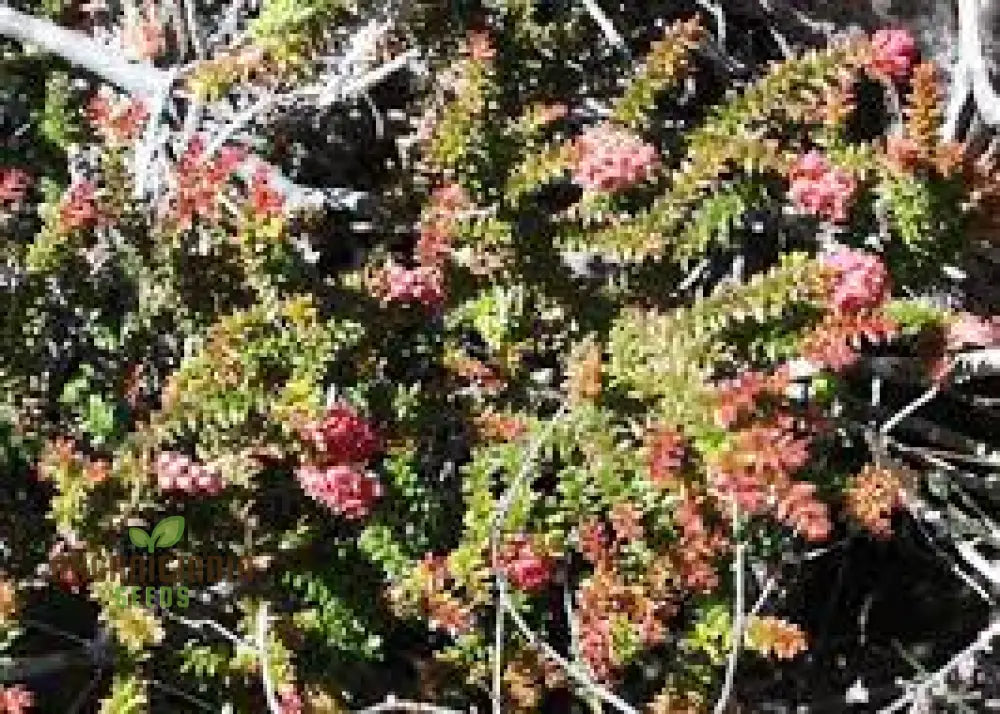 Trochocarpa Thymifolia Seeds For Expert Gardening - Enhance Your Garden With These Unique And Hardy