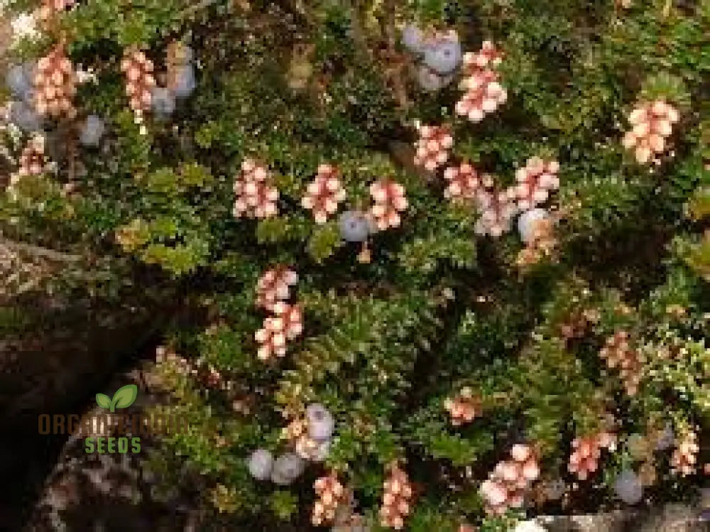 Trochocarpa Thymifolia Seeds For Expert Gardening - Enhance Your Garden With These Unique And Hardy