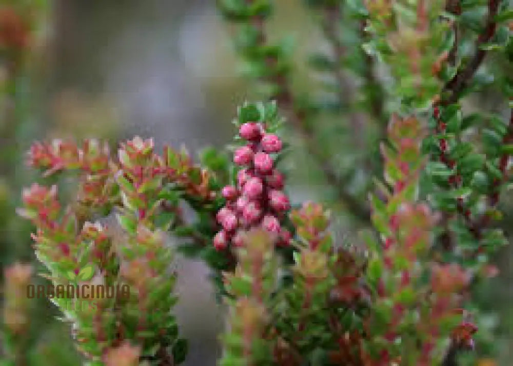 Trochocarpa Thymifolia Seeds For Expert Gardening - Enhance Your Garden With These Unique And Hardy