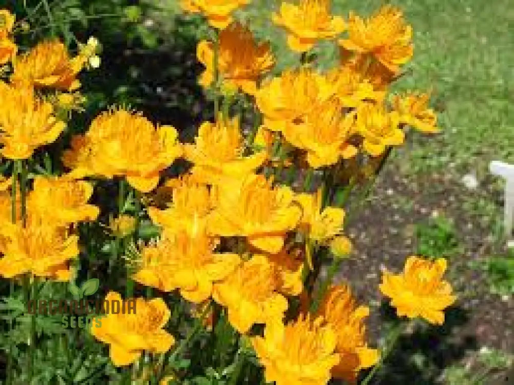 Trollius Chinensis Seeds For Exceptional Gardening – Transform Your Garden With These Rare And