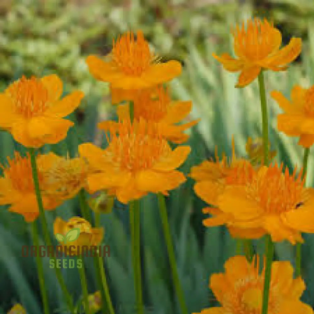 Trollius Chinensis Seeds For Exceptional Gardening – Transform Your Garden With These Rare And