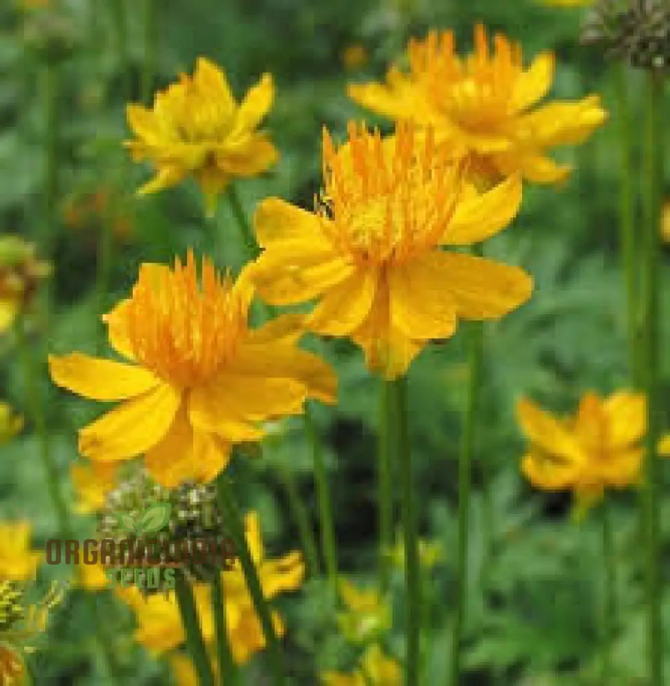 Trollius Chinensis Seeds For Exceptional Gardening – Transform Your Garden With These Rare And