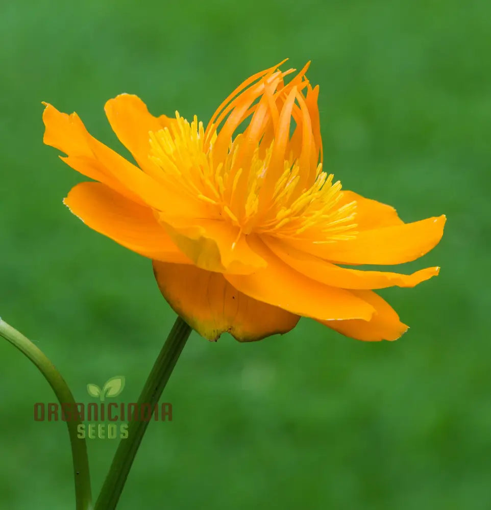 Trollius Chinensis Seeds For Exceptional Gardening – Transform Your Garden With These Rare And