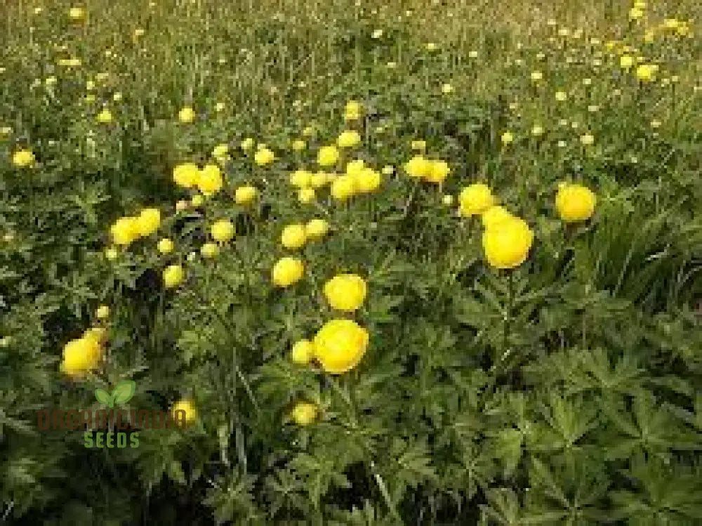 Trollius Europaeus Seeds For Vibrant European Globeflower Blooms | Enhance Your Gardening