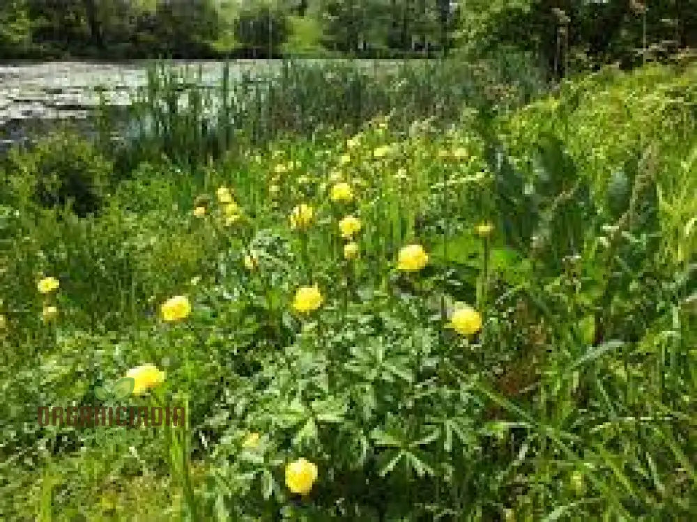 Trollius Europaeus Seeds For Vibrant European Globeflower Blooms | Enhance Your Gardening