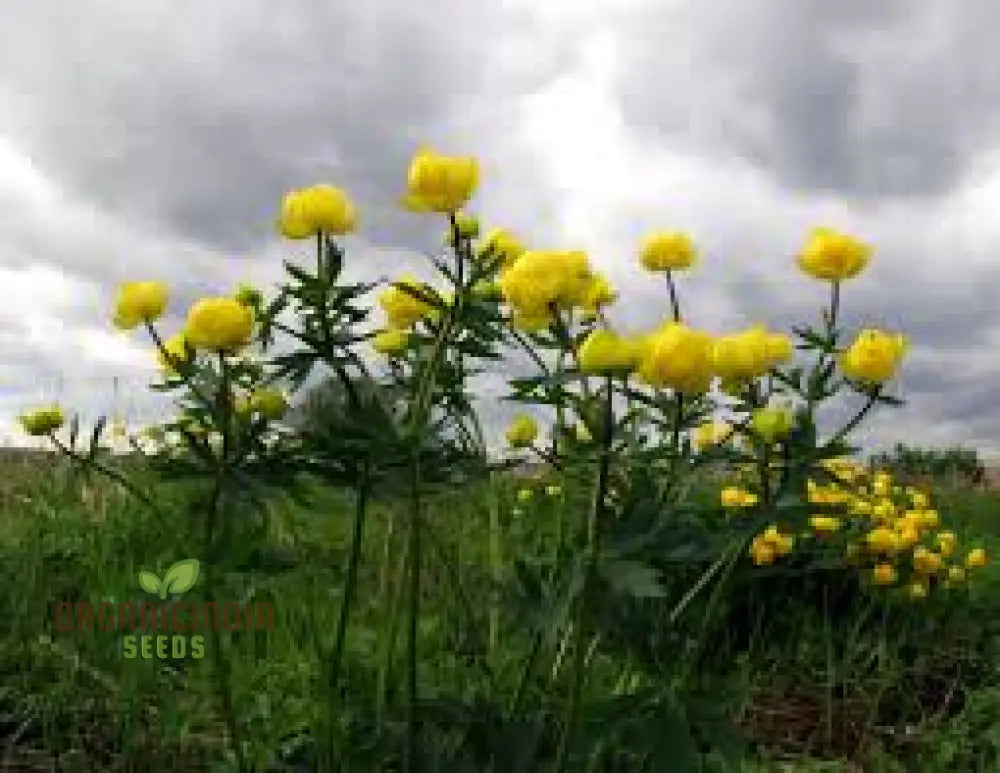 Trollius Europaeus Seeds For Vibrant European Globeflower Blooms | Enhance Your Gardening