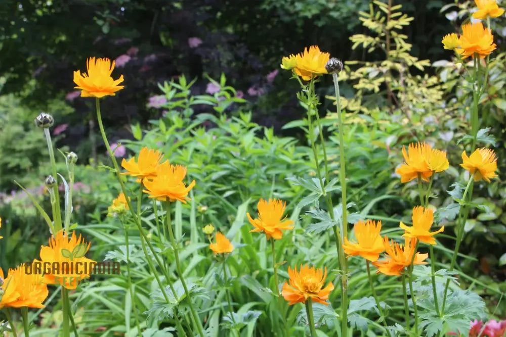 Trollius Golden Queen Flower Seeds Premium Garden For Vibrant Blooms Ideal Gardening Seeds