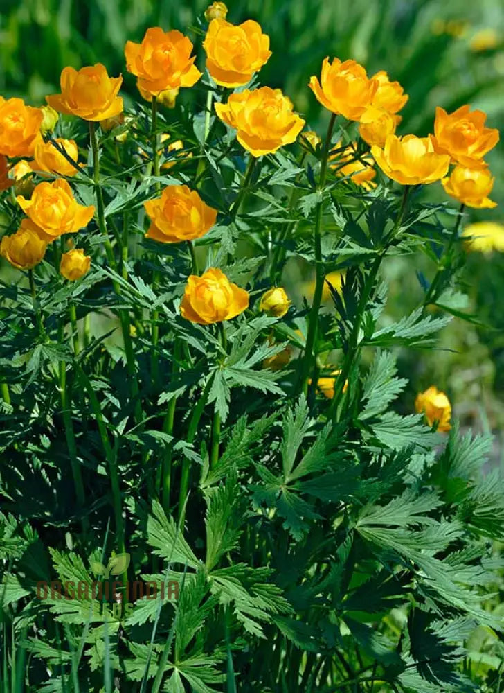 Trollius Golden Queen Flower Seeds Premium Garden For Vibrant Blooms Ideal Gardening Seeds