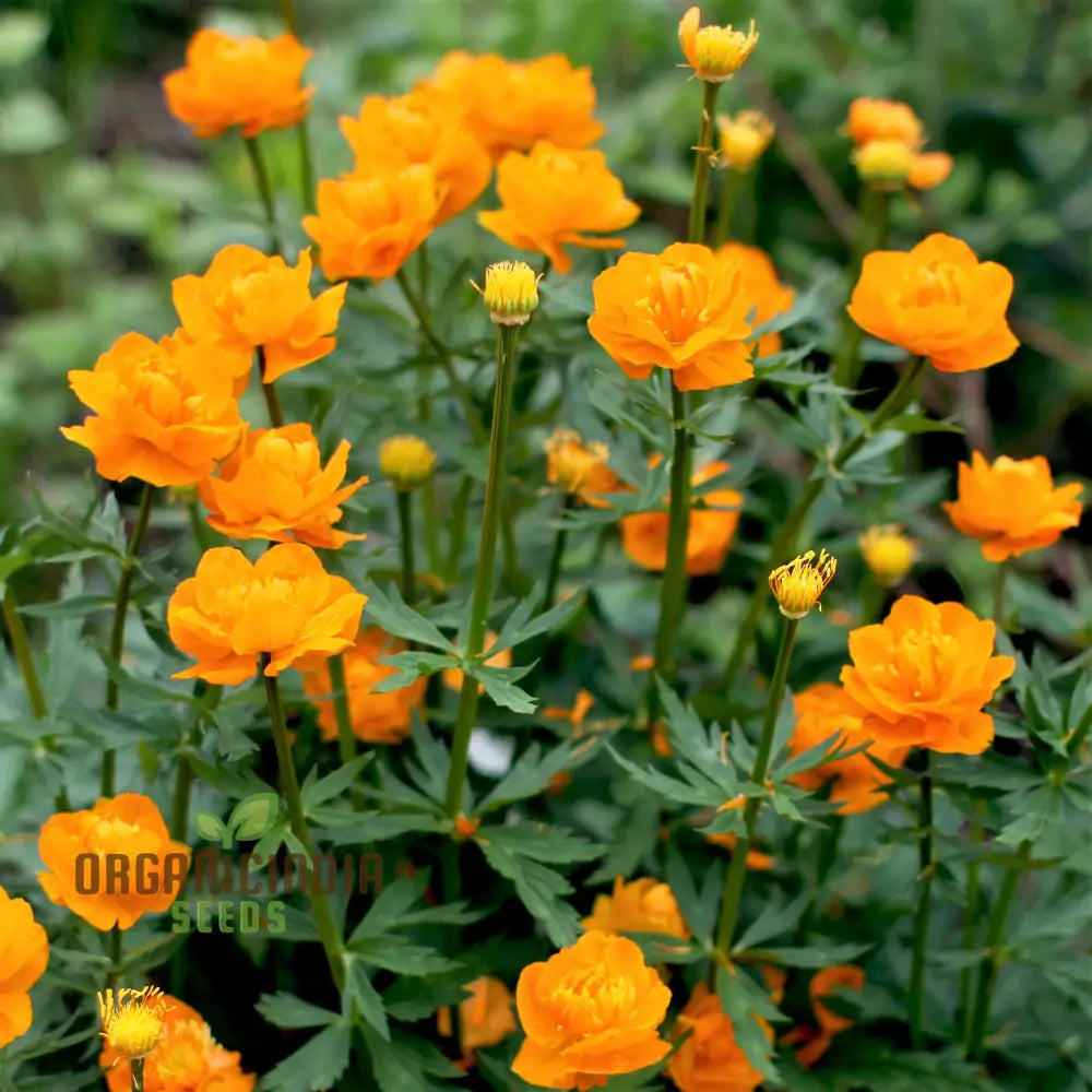 Trollius Golden Queen Flower Seeds Premium Garden For Vibrant Blooms Ideal Gardening Seeds