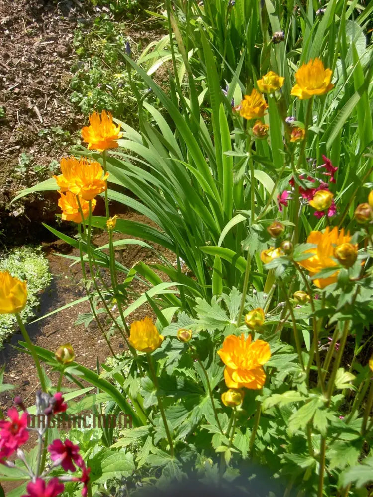 Trollius Golden Queen Flower Seeds Premium Garden For Vibrant Blooms Ideal Gardening Seeds