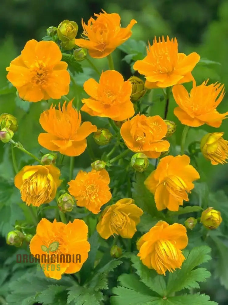 Trollius Golden Queen Flower Seeds Premium Garden For Vibrant Blooms Ideal Gardening Seeds